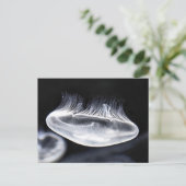 Carte postale Moon Jellyfish (Debout devant)