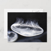 Carte postale Moon Jellyfish (Devant / Derrière)