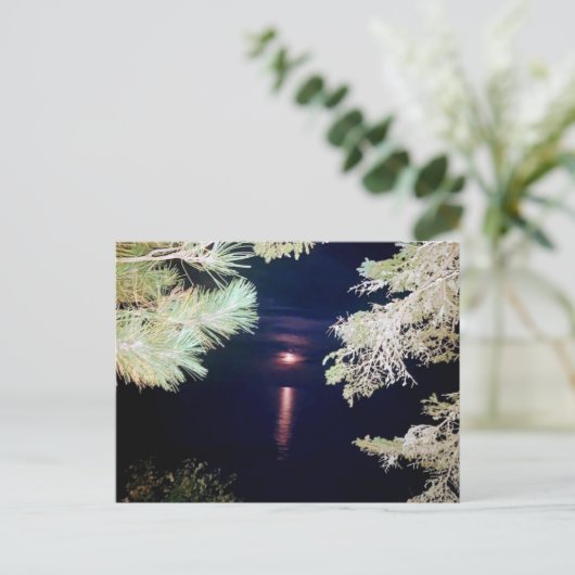 Carte postale Moon Through the Pines of Big Bay 20 (Debout devant)