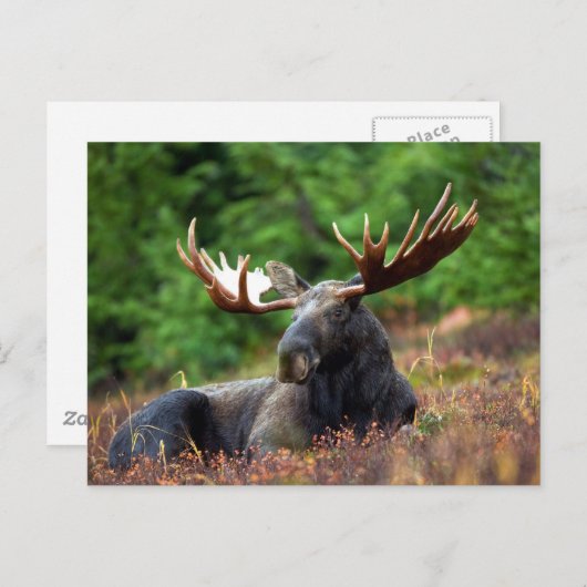 Carte Postale Moooose ! (Devant / Derrière)