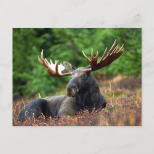 Carte Postale Moooose !