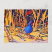 Carte postale Moorhen (Devant)