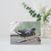 Carte postale Moorhen (Debout devant)