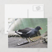 Carte postale Moorhen (Devant / Derrière)