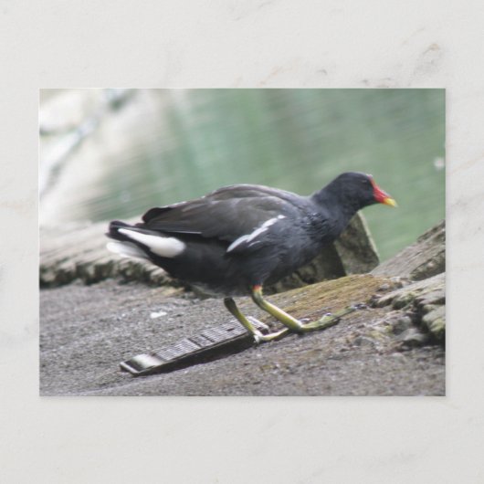 Carte postale Moorhen (Devant)
