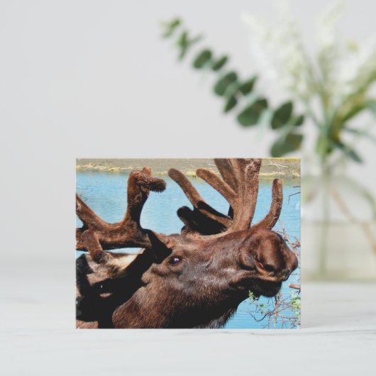 Carte postale Moose (Debout devant)
