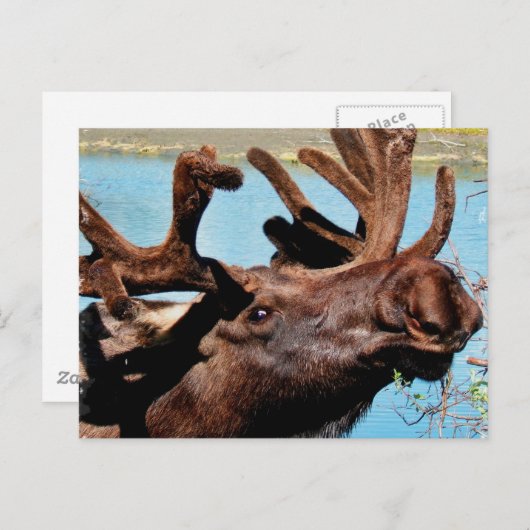 Carte postale Moose (Devant / Derrière)