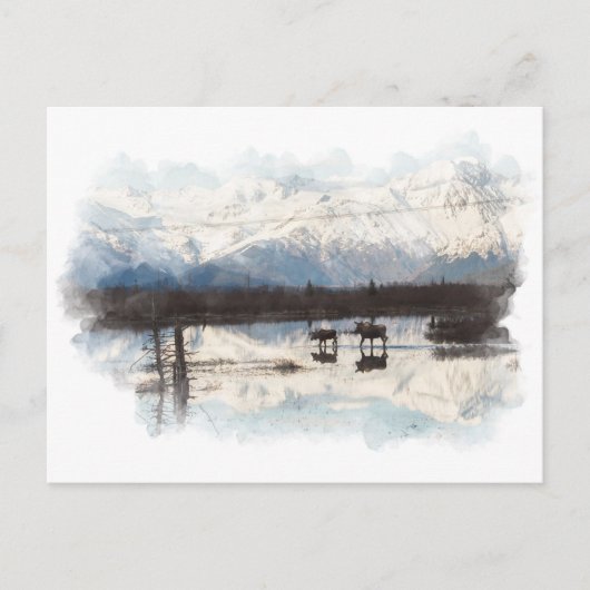 Carte postale Moose (Devant)