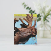 Carte postale Moose (Debout devant)
