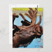 Carte postale Moose (Devant / Derrière)