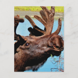 Carte postale Moose