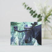 Carte Postale Moose à Jackson Hole, Wyoming (Debout devant)