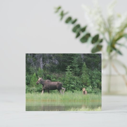 Carte Postale Moose be Breakfast Time (Debout devant)