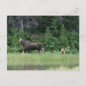 Carte Postale Moose be Breakfast Time (Devant)