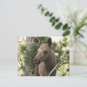 Carte Postale Moose Calf (Debout devant)