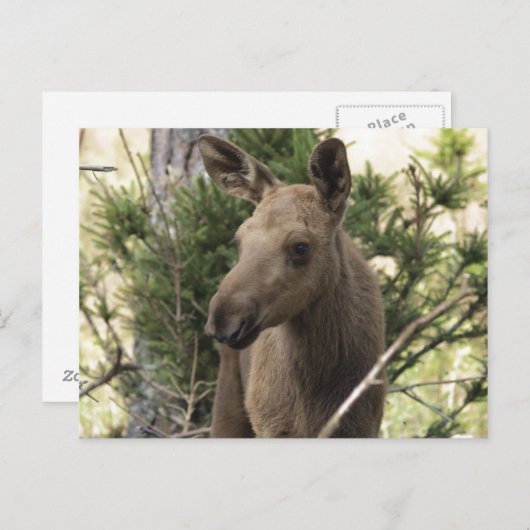Carte Postale Moose Calf (Devant / Derrière)
