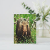 Carte Postale Moose canadienne (Debout devant)