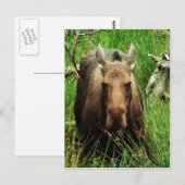 Carte Postale Moose canadienne (Devant / Derrière)