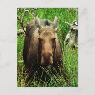 Carte Postale Moose canadienne