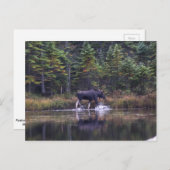 Carte Postale Moose du Maine (Devant / Derrière)