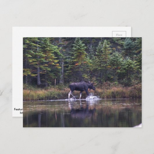 Carte Postale Moose du Maine (Devant / Derrière)