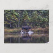 Carte Postale Moose du Maine (Devant)