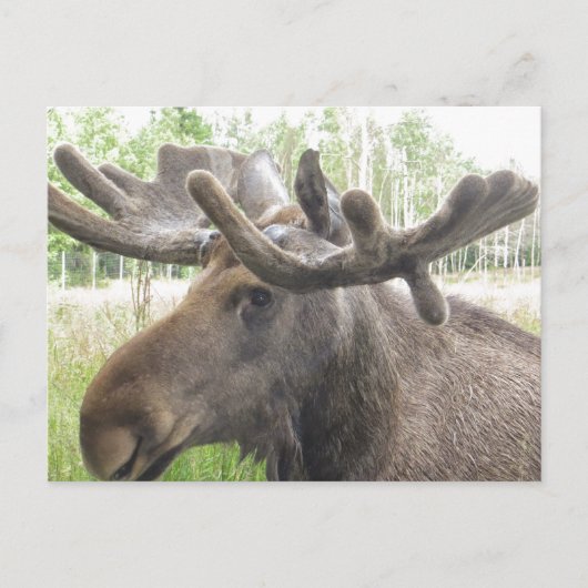 Carte Postale Moose Mischieviève (Devant)