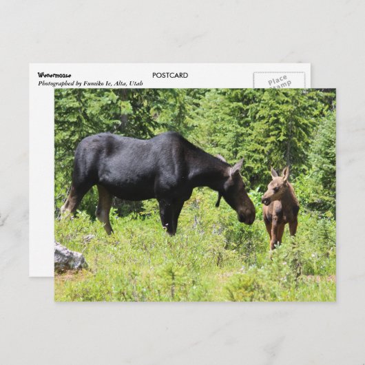 Carte Postale Moose Mom and Calf (Devant / Derrière)