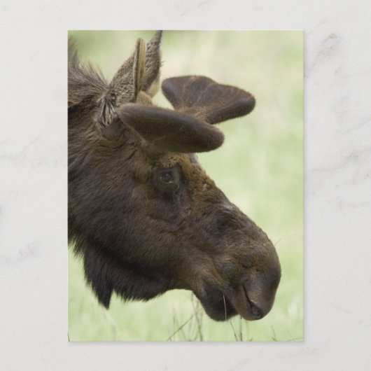 Carte postale Moose Photo (Devant)