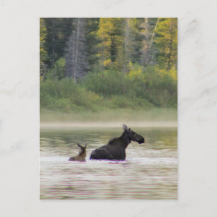 Carte Postale Moose pour nager