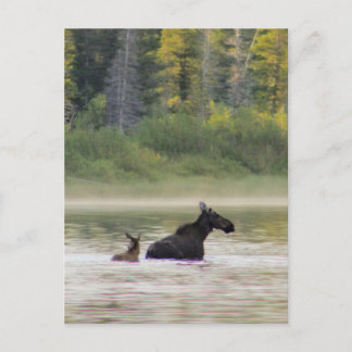 Carte Postale Moose pour nager