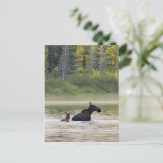 Carte Postale Moose pour nager (Debout devant)