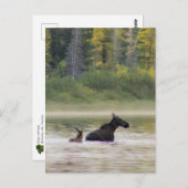 Carte Postale Moose pour nager (Devant / Derrière)
