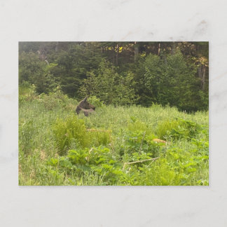 Carte postale Moose Repose
