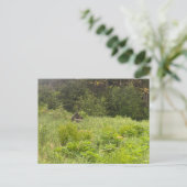 Carte postale Moose Repose (Debout devant)