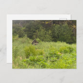 Carte postale Moose Repose (Devant / Derrière)