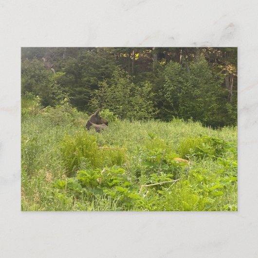 Carte postale Moose Repose (Devant)