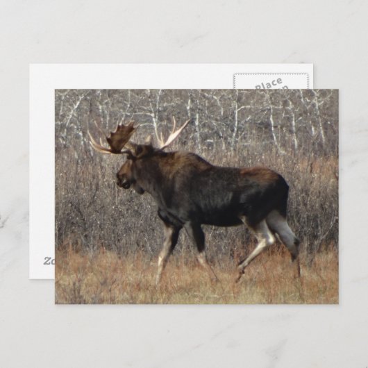 Carte Postale Moose taureau M8 en brosse à éperon (Devant / Derrière)