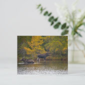 Carte Postale Moose Time Two (Debout devant)