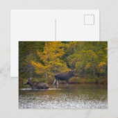Carte Postale Moose Time Two (Devant / Derrière)