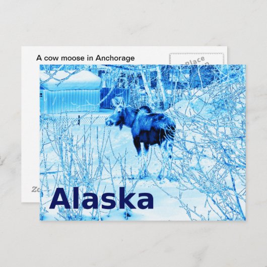 Carte Postale Moose urbaine (Devant / Derrière)