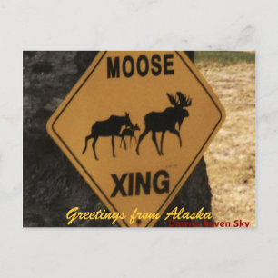 Carte Postale moosecrossing, salutations de l'Alaska