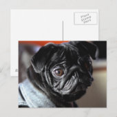 Carte Postale Mops (Devant / Derrière)