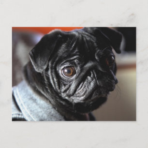 Carte Postale Mops