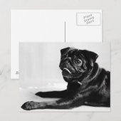 Carte Postale Mops (Devant / Derrière)