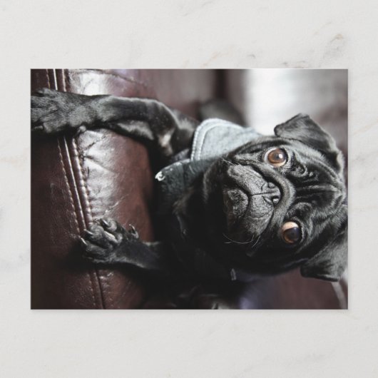 Carte Postale Mops (Devant)