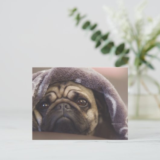 Carte Postale Mops Aura (Debout devant)