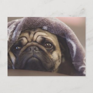 Carte Postale Mops Aura