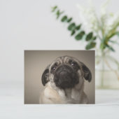 Carte Postale Mops Aura (Debout devant)