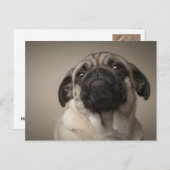 Carte Postale Mops Aura (Devant / Derrière)